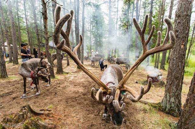 敖鲁古雅猎民乡，最古老的大草原，世世代代哺育四不像驯鹿