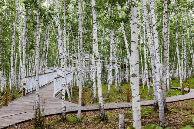 面积最大的白桦林，居然在呼伦贝尔大草原，一般人肯定没来过